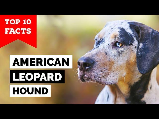 American Leopard Hound - Top 10 Facts