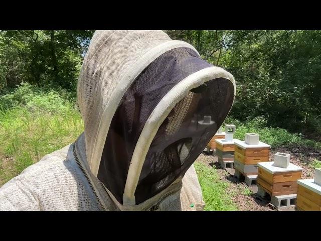 Honey Flow Restarts - Building a Bee Business Vlog #53