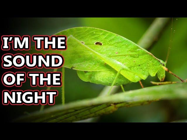 Katydid facts: called bush crickets but that's confusing! | Animal Fact Files