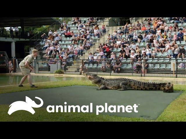 El asombroso espectáculo de un cocodrilo en el zoológico | Los Irwin | Animal Planet