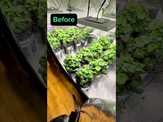 Defoliating the indoor hydroponic strawberry’s for bigger berries #strawberries #hydroponics