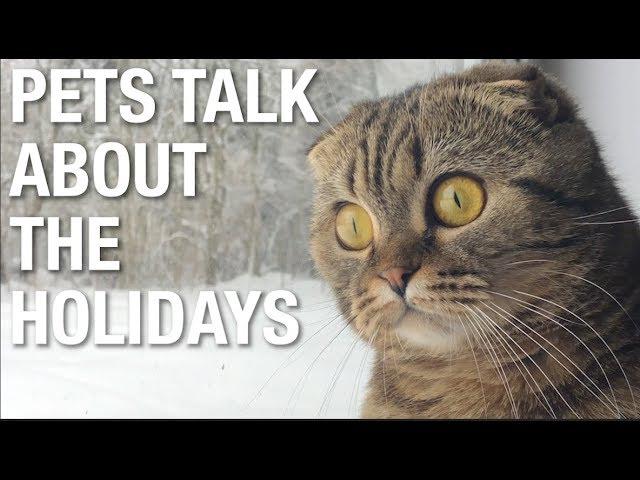 PetsTalk Holidays