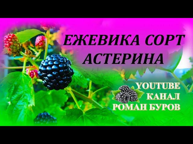 Обзор сладкой ежевики сорта Астерина. Как выращивать ежевику. Обзор сортов ежевики. Куманика.