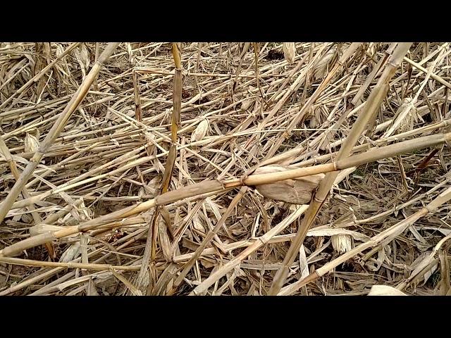 Selecting Boone county white corn for standability