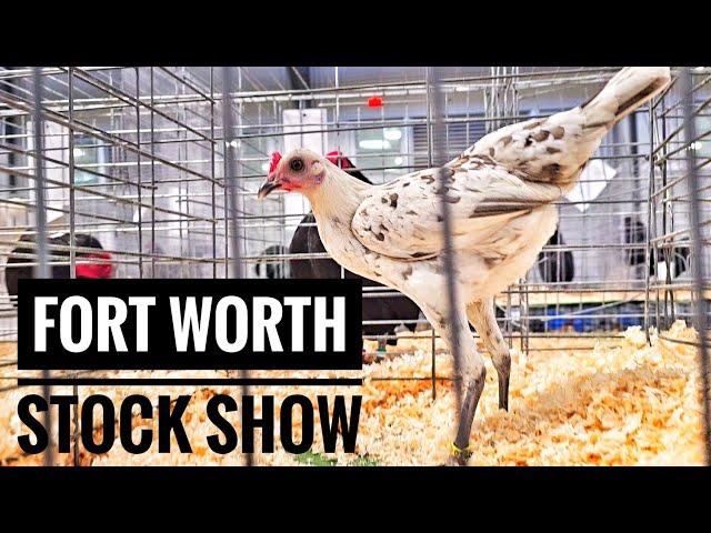 Los Bantams En El Fort Worth Stock Show!