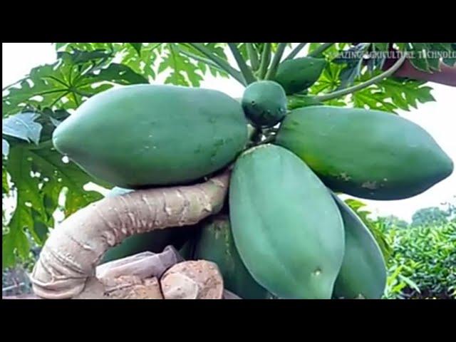 How to grow Papaya in Pots - Complete Growing Guide Easily