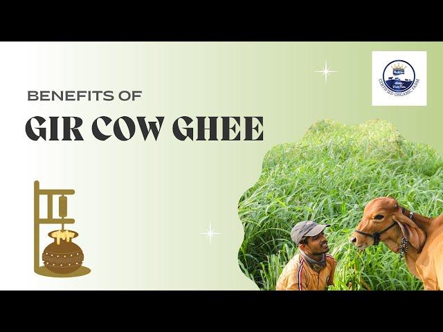 Benefits of Gir Cow Ghee | A2 cow ghee | Bilona Method | Gir Cow Ghee | Amrutam A2 Desi Cow Ghee |