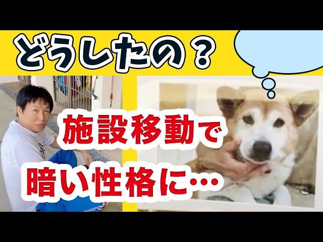 【保護犬】なぜ引越しを機に閉じこもってしまったのか？【アニマルコミュニケーション】