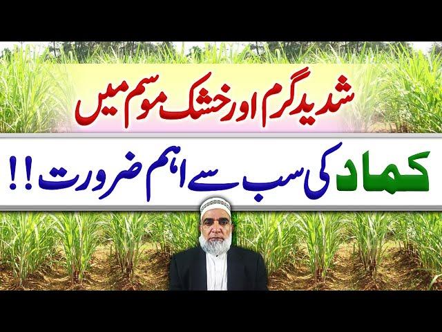 Needs of Sugarcane during dry and hot season || Crop Reformer