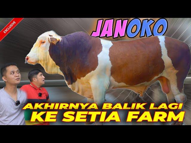 FINALLY MEET THIS JUMBO COW ‼️ JANOKO FROM SETIA FARM