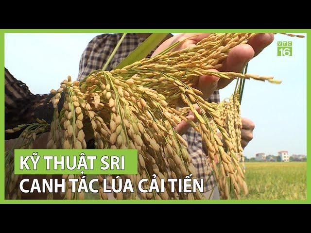Kỹ thuật canh tác lúa cải tiến SRI | VTC16
