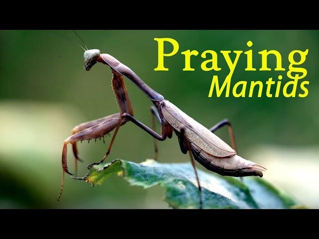 Information about the Praying Mantis (Mantodea)