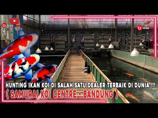 HUNTING IKAN KOI DI SALAH SATU DEALER TERBAIK DI DUNIA( SAMURAI KOI CENTRE  - BANDUNG )