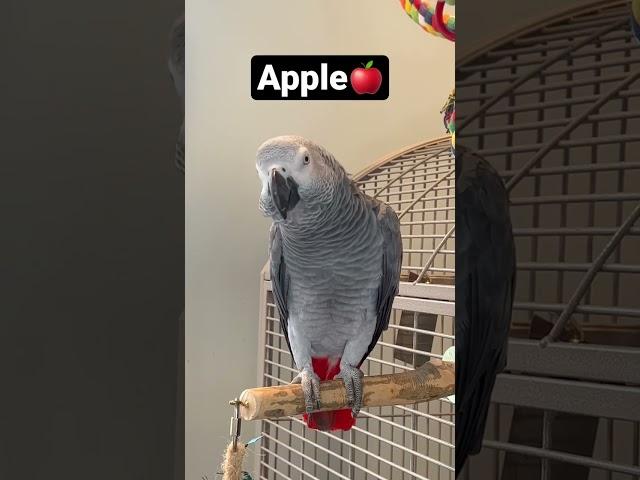 Symon the talking African Grey Parrot practising her fruits, grape, apple and banana #talkingparrot