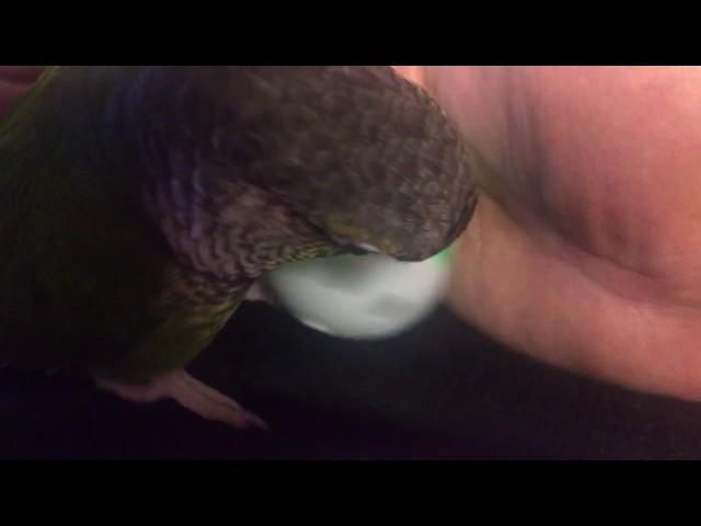 Conures Can Enjoy A Great Variety of Foot Toys