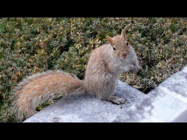Adorable squirrel asks politely for more nuts