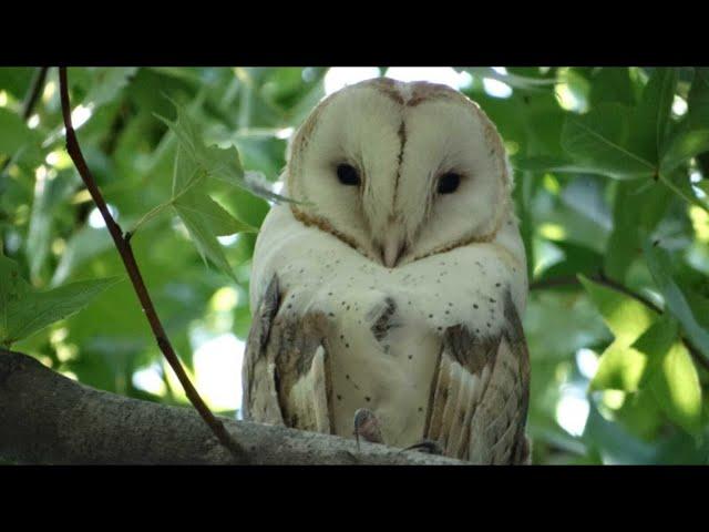 Urban Tolerance of Nesting Birds in the LA Region