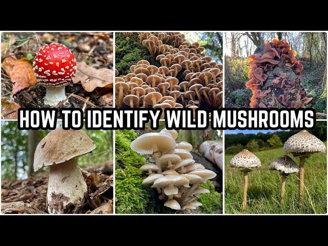 How To Identify Wild Mushrooms 