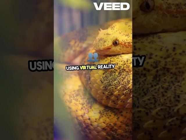 Overcoming Ophidiophobia: VR Therapy for Snake Fear