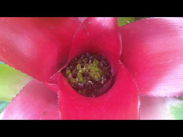 Bromeliad Plant Care - ThePlantaholic