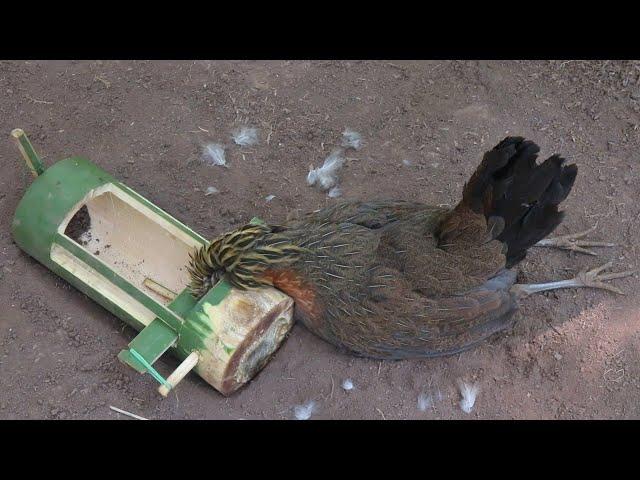 making awesome bamboo trap for catching wild chicken in the forest