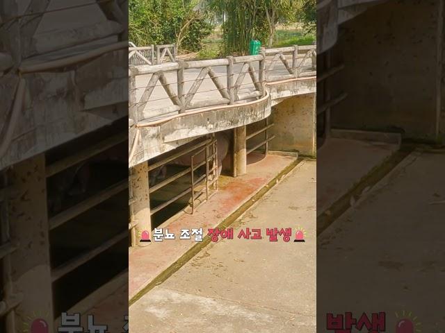 하마의 똥 싸는 장면, 분뇨 조절 장애? #하마 #동물원 #동물영상