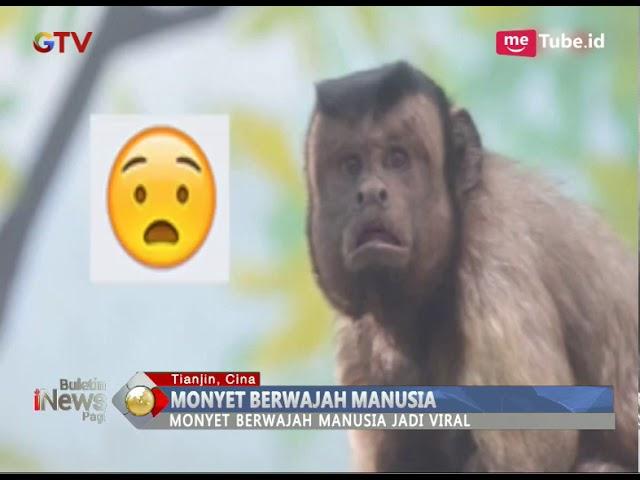 Geger Monyet Berwajah Mirip Manusia di Kebun Binatang China - BIP 29/03