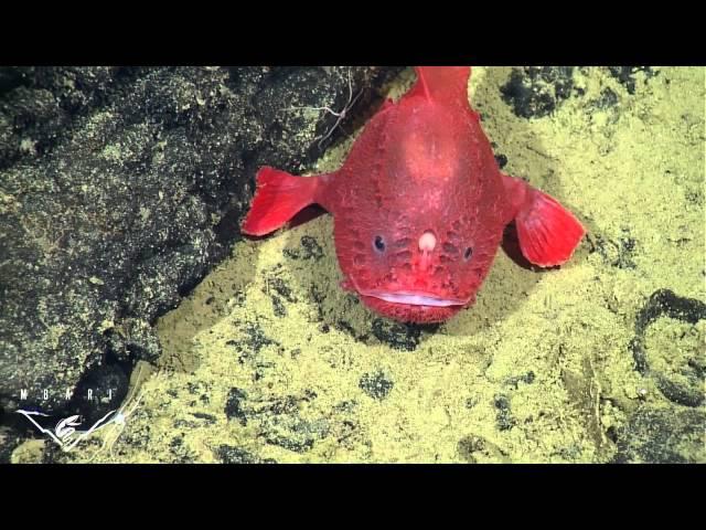 Fishing in the deep: observations of a deep-sea anglerfish