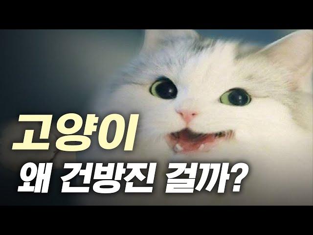 ??? : 니가 뭘 할 수 있는데