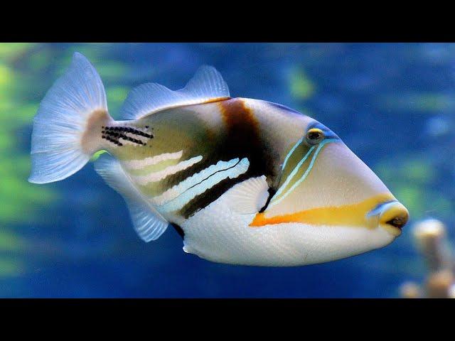 Facts: The Picasso Triggerfish