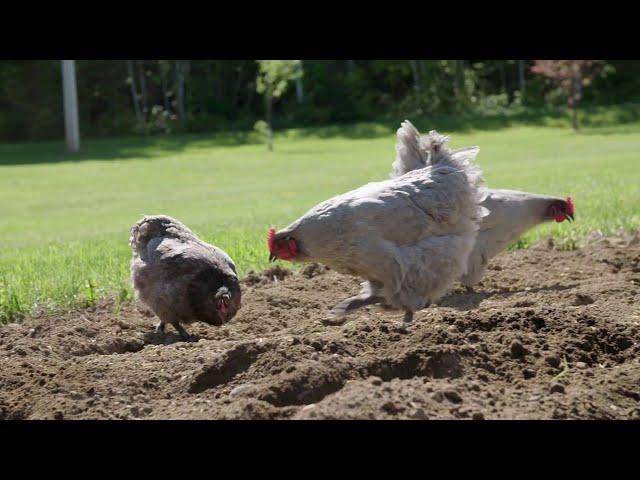 Gardening with Chickens!
