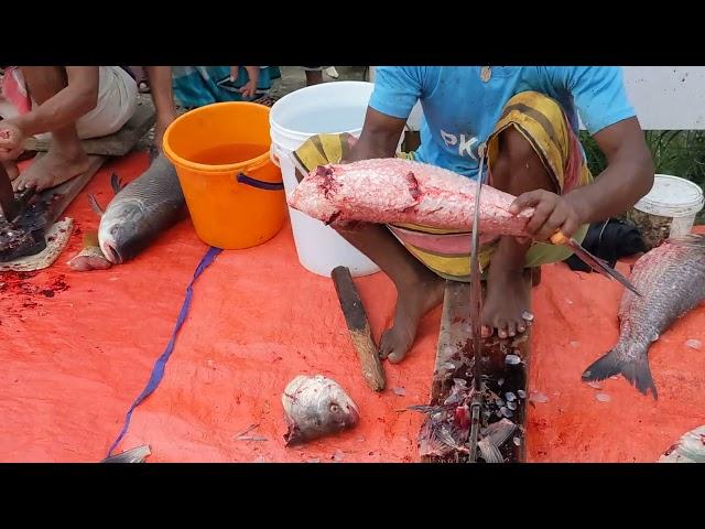 Amazing Cutting Skills ! Giant Katla Fish Cutting Skills #fishcuting