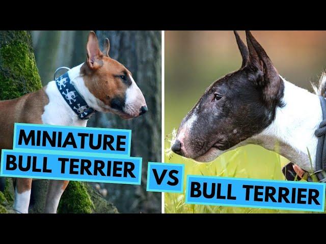 Bull Terrier VS Miniature Bull Terrier - Dog Breed Comparison - Differences and Similarities