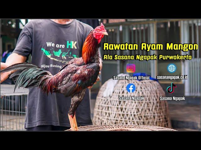 Tips n Trick Rawatan Ayam Birma | Mangon | Pama, Versi Sasana Ngapak Purwokerto 