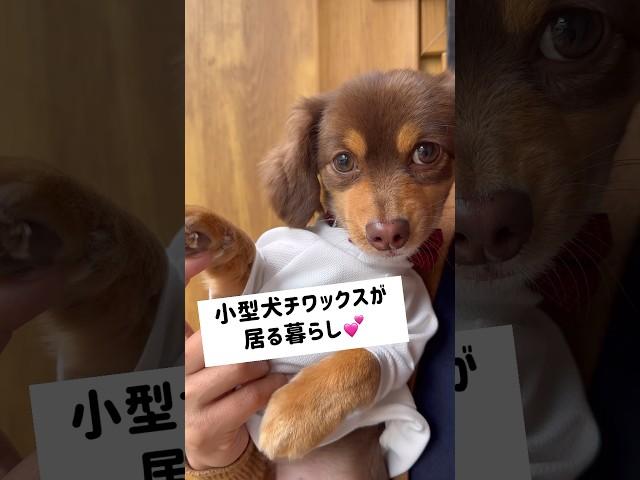 小型犬チワックスが居る暮らし