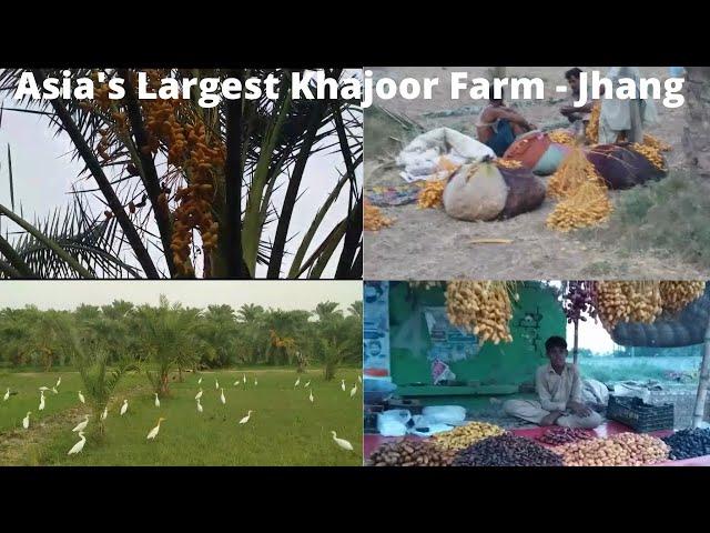 Pakistan's Largest Khajoor Farm Jhang