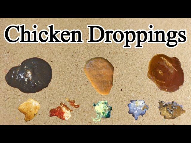 Poultry Birds Droppings | Chicken Normal and Abnormal Poo | Poultry Waste | DrArshad