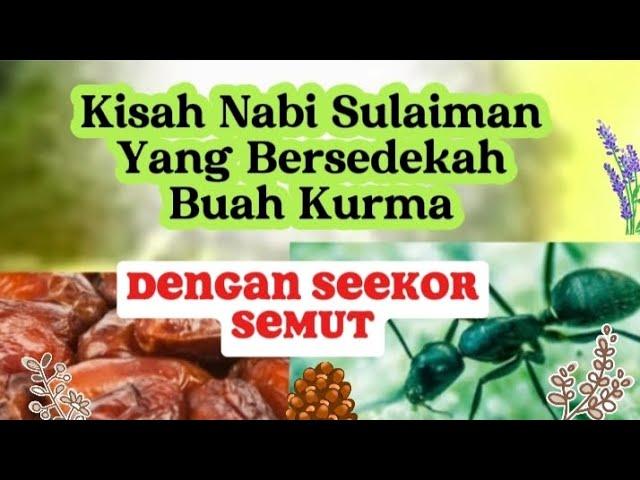 Kisah nabi sulaiman berbicara sama seekor semut.