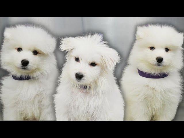 A cloud with legs | The MOST ADORABLE Samoyed puppy 