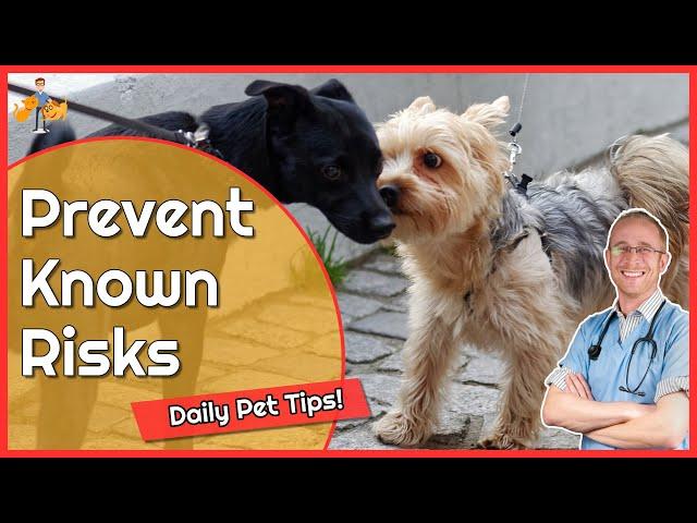 Keeping Your Pet Healthy and Avoiding Deadly Diseases - Daily Pet Tips