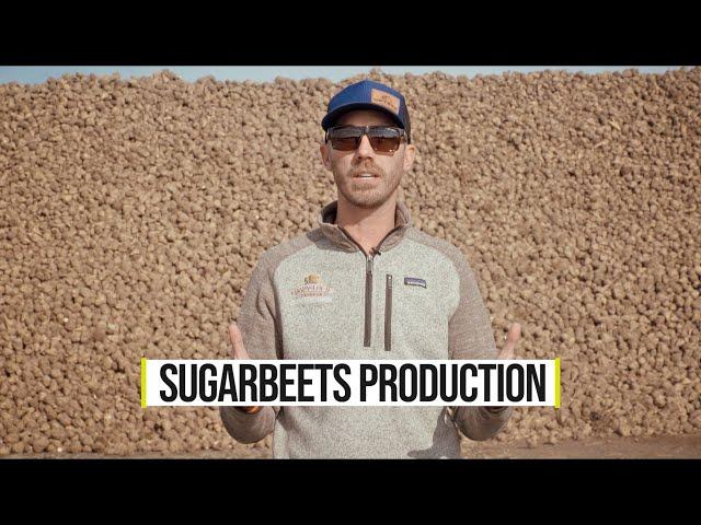 Amazing How To Harvest And Storage Sugar Beets - ShayFarmKid Series, Episode 5