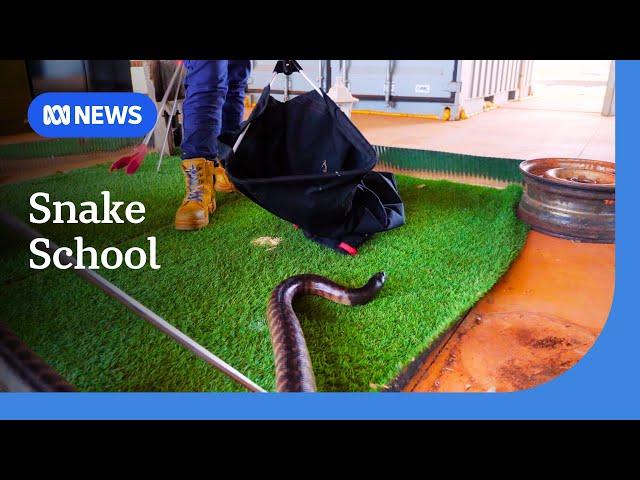 Learn how to catch a snake at TAFE | ABC NEWS