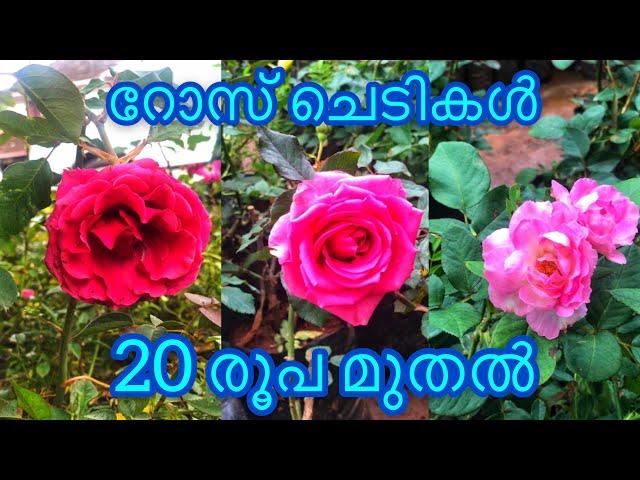 Rose Plants | 20 രൂപ മുതൽ | Panikker Moola Nursery | Jobin Magic World