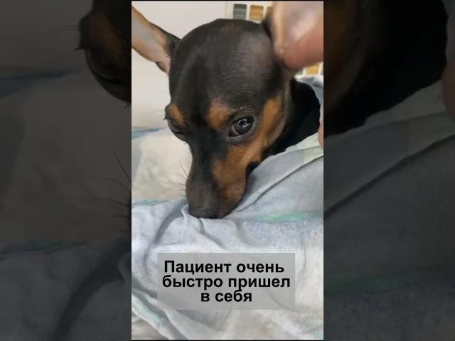 Лечение переломов любой сложности с 100% гарантией в ветеринарной клиники ВетАМ-СВ (VETAM-SV)