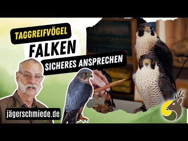 Taggreifvögel - Falken! Vorbereitung auf deine Jagdprüfung!