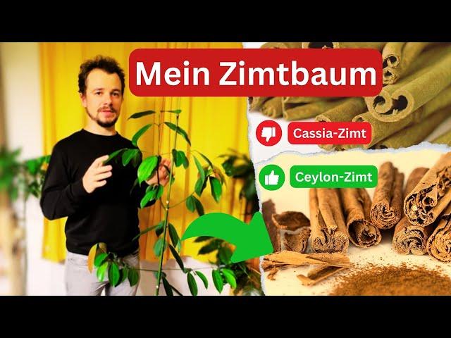 Ceylon Zimt Baum… Erfahrungsbericht zu diesem seltenen Tropenbaum