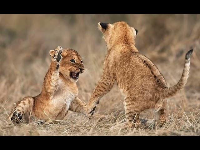 Lion Cubs Playing Sound Effects  