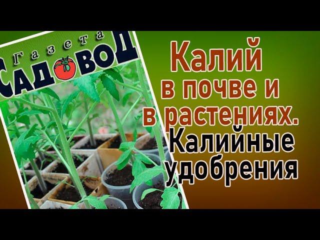 КАЛИЙ В ПОЧВЕ И В РАСТЕНИЯХ. Калийные удобрения