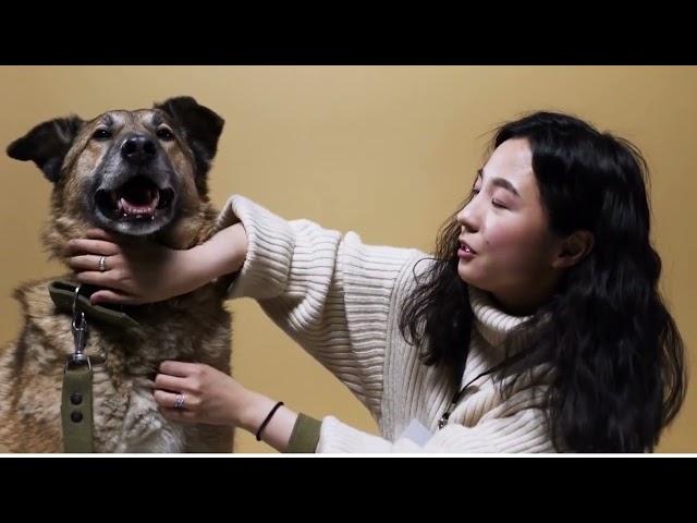 How to  traning a dog   Dog training videos   How to train a puppy   Dog toys