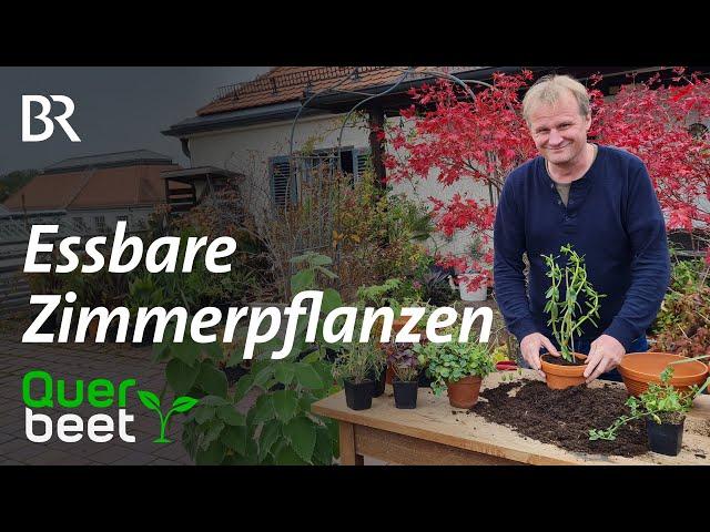 Essbare Zimmerpflanzen